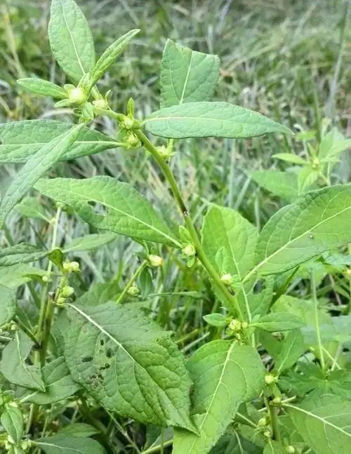 烟管头草图片烟管头草草本植物图片