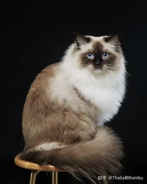 为什么重点色布偶猫会比布偶猫便宜那么多呢? - 知乎