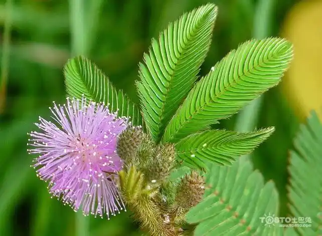 其它 我是一株含羞草 写美篇三 ,告诉你我的样子
