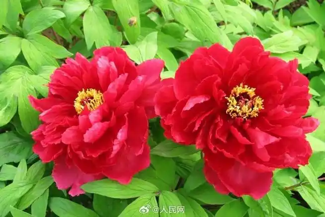 洛阳牡丹盛于唐,甲天下于宋,花朵硕大,花色奇绝,有红,白,粉,黄等9大