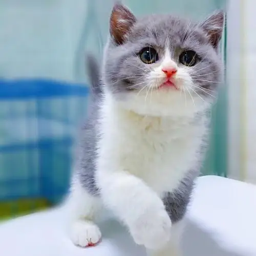 家养活体宠物蓝白蓝猫美短渐层英国短毛猫幼猫咪