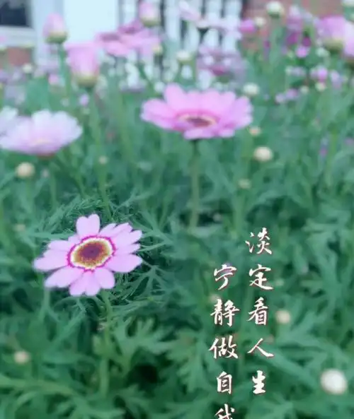 淡定看人生,宁静做自我