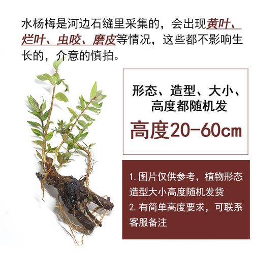 盘栽景阴性植物水草土培水培绿植易活 水杨梅一颗随机(鎹固定支架)