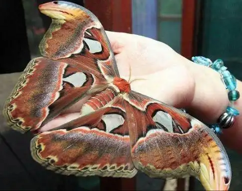 全世界最大的蝴蝶已经惊现邯郸!探索神秘蝴蝶世界只等你来!