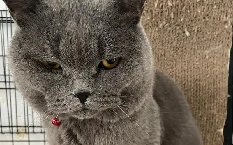 生气的蓝猫让撸吗