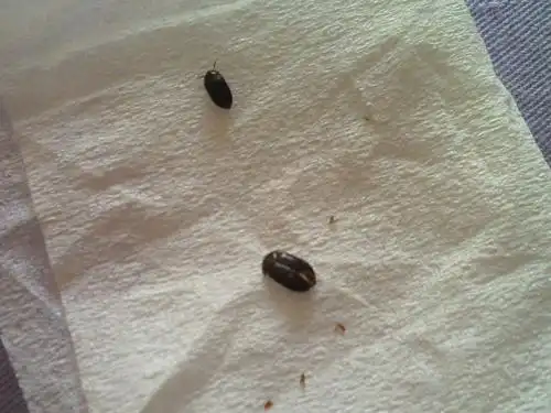 最近家里的地板上出现这种小虫子~请教是什么虫子呢?