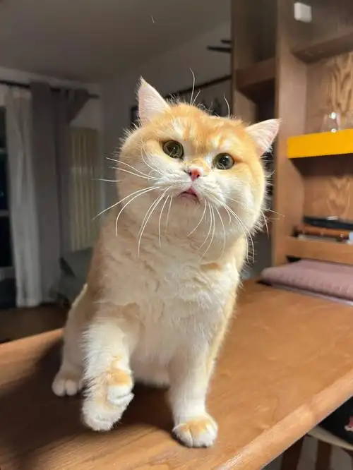 西伯利亚名猫舍冠军种公退役金渐层