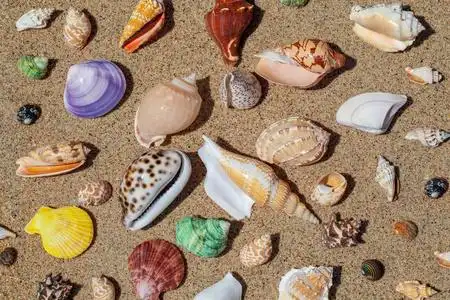 石头和贝壳海滩上的贝壳水里的贝壳收集贝壳的女人鹦鹉螺贝壳伴着海浪