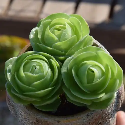 【鸡蛋玫瑰3颗拼盘】可爱鸡蛋萌山地玫瑰白玉精致小包包多肉植物