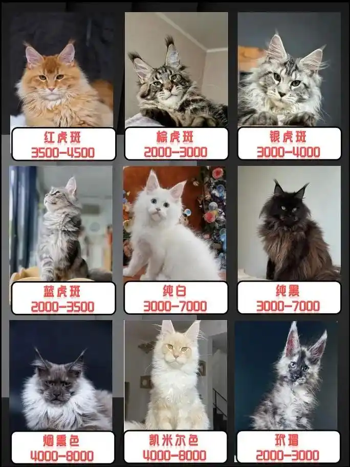 缅因猫好养吗? #缅因猫 - 抖音