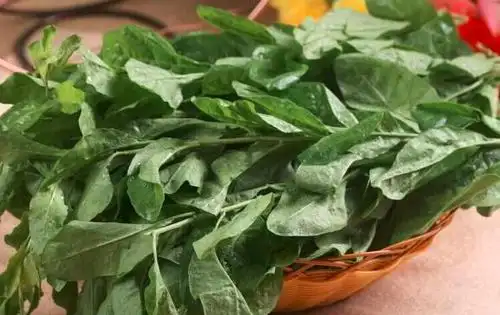 枸杞菜是温性还是凉性