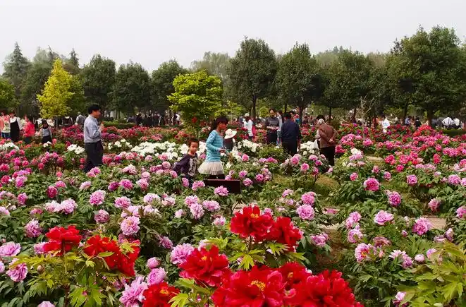 游览观光,国际交流,科普推广为一体的国家级牡丹园,也是洛阳牡丹文化