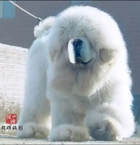 【藏獒微视】打造高端白,【惊天神话】铸非凡!