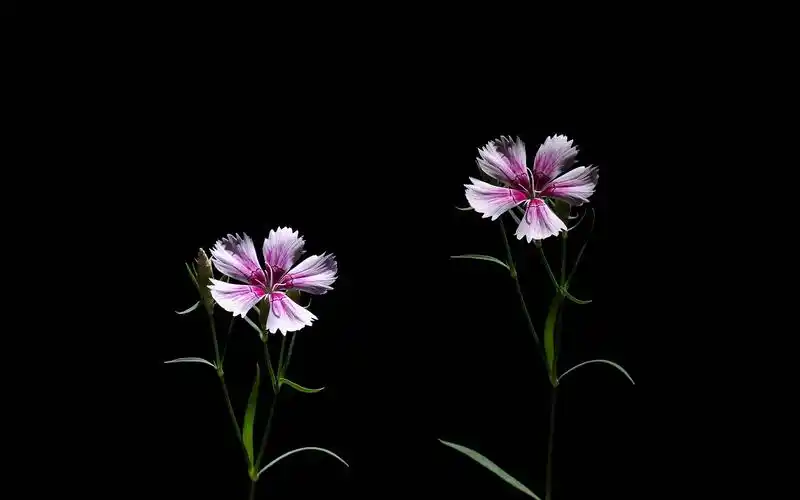 唯美石竹花清新摄影高清桌面壁纸