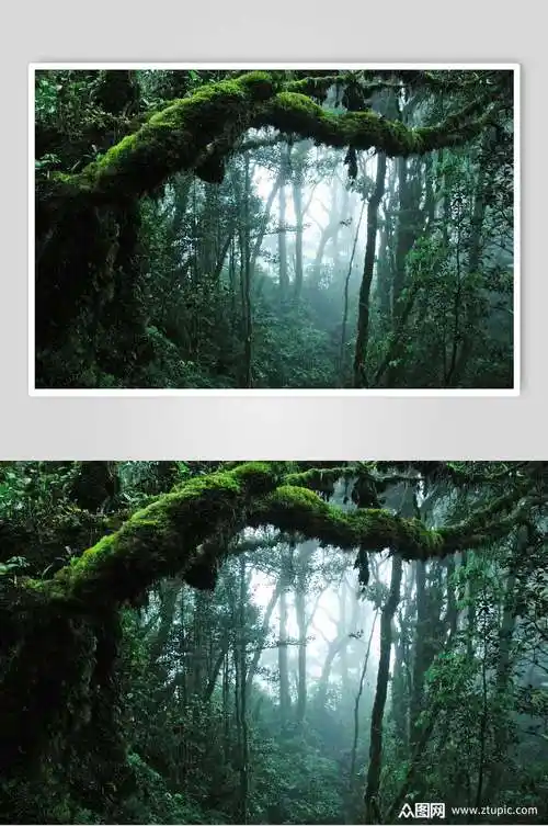 阴暗原始森林摄影图片