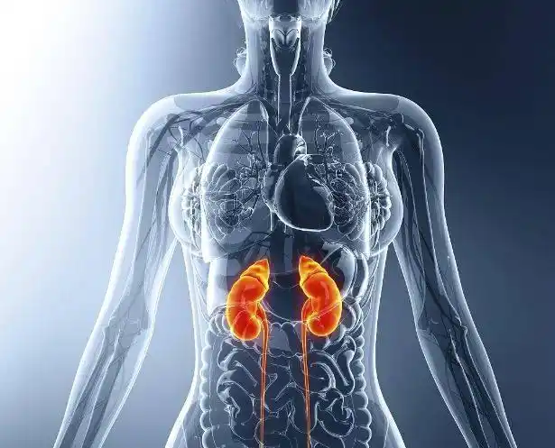 肾怎么养看这一篇就足够了