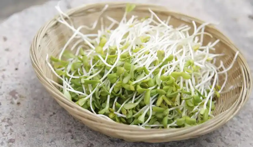 7道芽菜,倍受养生追捧.