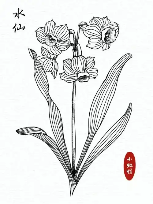 骑行一夏打卡花卉临摹第45张#线描  #线稿  #绘画过程  #绘画临摹