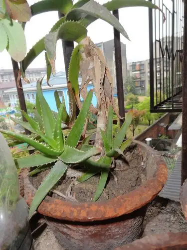 芦荟把上面的经剪掉还能发芽吗?