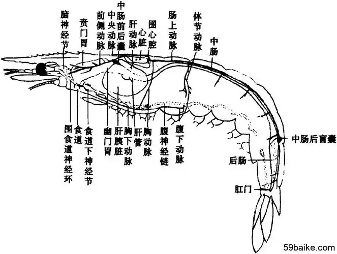 4.2 中国明对虾(东方对虾)