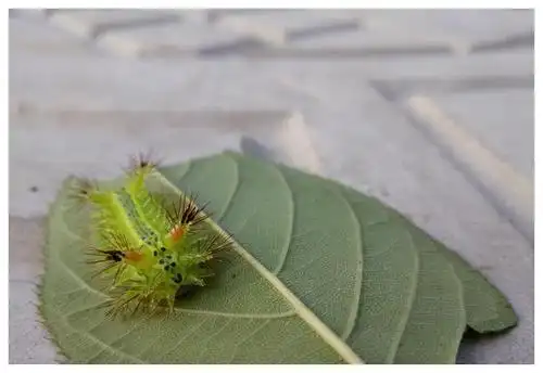 农村常见害虫洋辣子很多人都被它蛰哭过为啥现在卖到200多