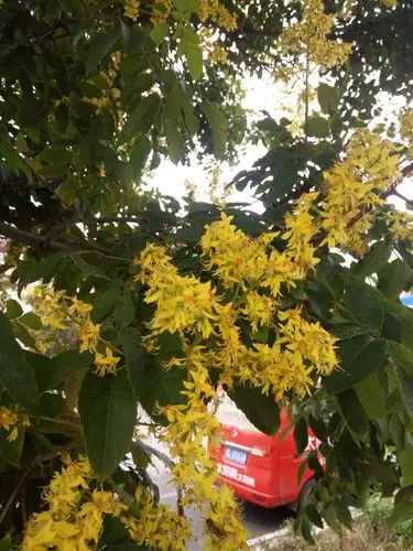 白露微雨见道旁榉树开花