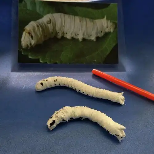 其它 《龙嘉幸福教育》综合:蚕宝宝 写美篇过一段时间蚕蛹就会转变