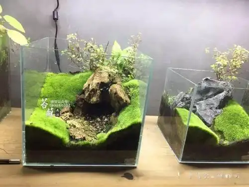 一睹这位高端专业玩家的极品青苔造景!_苔藓
