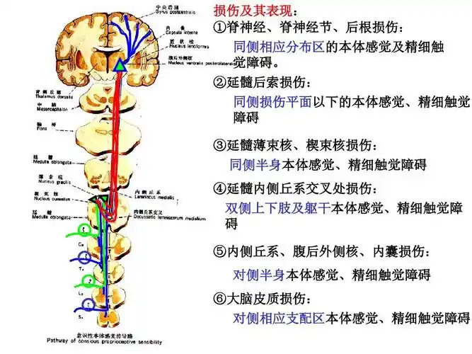 系统解剖学传导路ppt