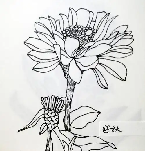 线描植物|纯艺术|绘画|十月妖妖 - 原创作品 - 站酷 (zcool)