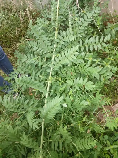 为豆科植物苦参的干燥根