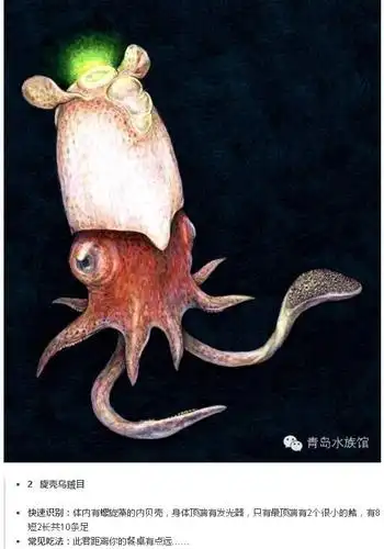 章鱼,鱿鱼,墨鱼和乌贼怎么区分?