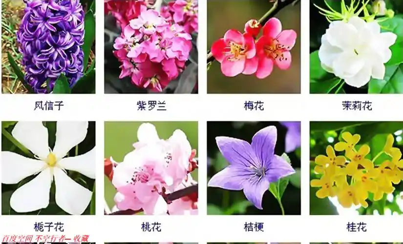 几百种常见花卉图谱,值得收藏!