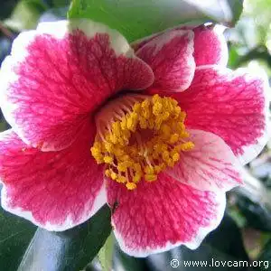 24,隐滩(kakureiso) 单瓣,小到中型花,直径6-9cm,玫瑰色带夏深色纹理