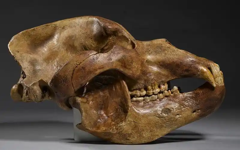 动物头骨-巨大的洞熊头骨