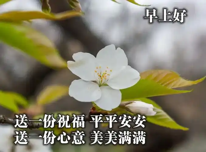 唯美暖心早安动态祝福图片满满祝福的早安心语祝福美图