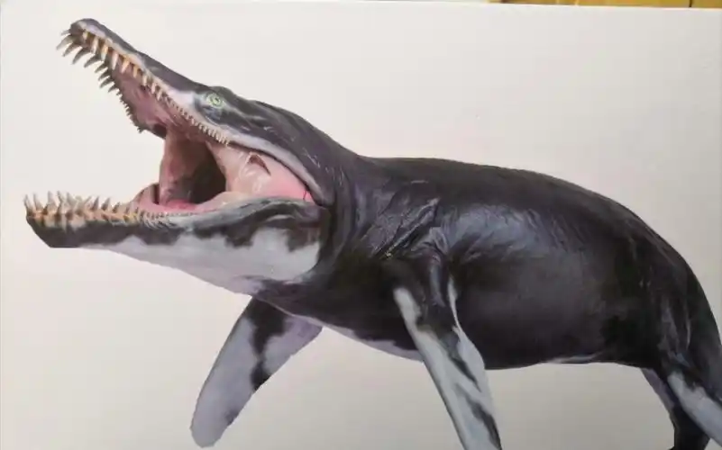 pnso恐龙大王海洋博物馆克柔龙杰夫