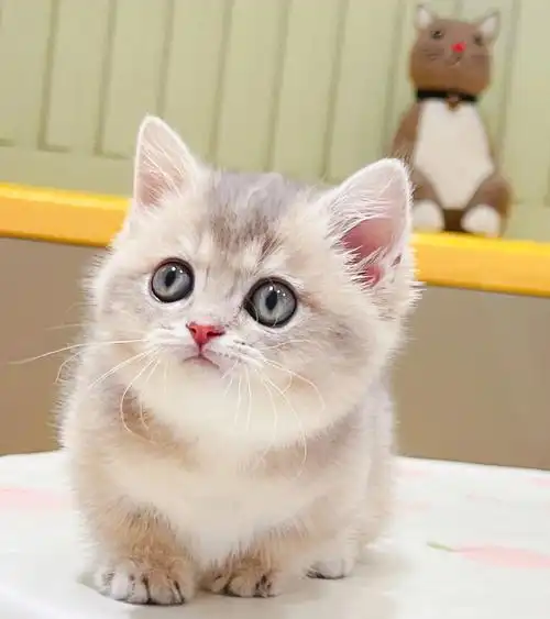 蓝金渐层曼基康矮脚