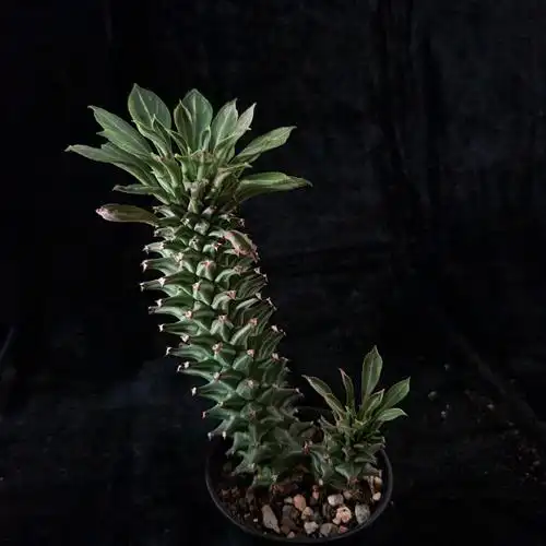 紫纹龙monadeniunguentheri