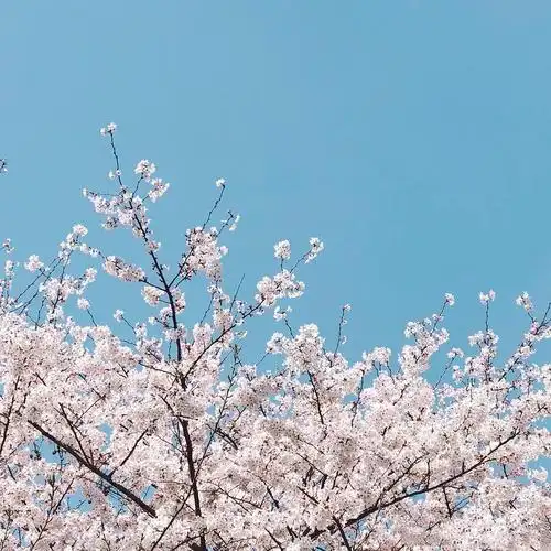 春花(微信背景)