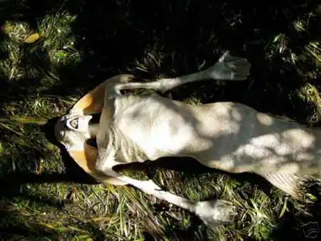 传说的的美人鱼哦,不看可别后悔哦~~~~ !