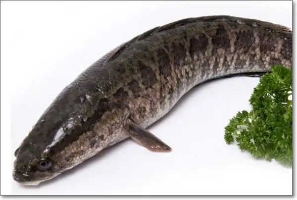 鱼种类名称图片大全泛指可食用的鱼类