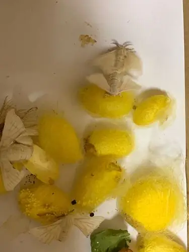 动物养殖记录之蚕宝宝篇