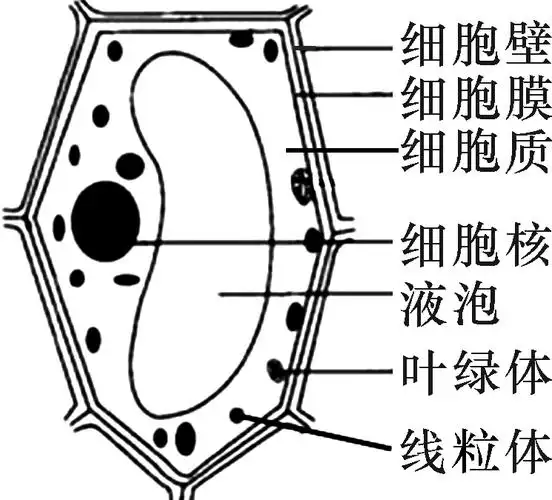 bing.com/,有修改) 生物细胞究竟有多努力?植物细胞中都液