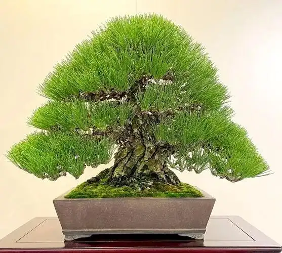 欢迎后台留言,下期为您解答编辑|k公子,转自盆景世界图片 | 来源自