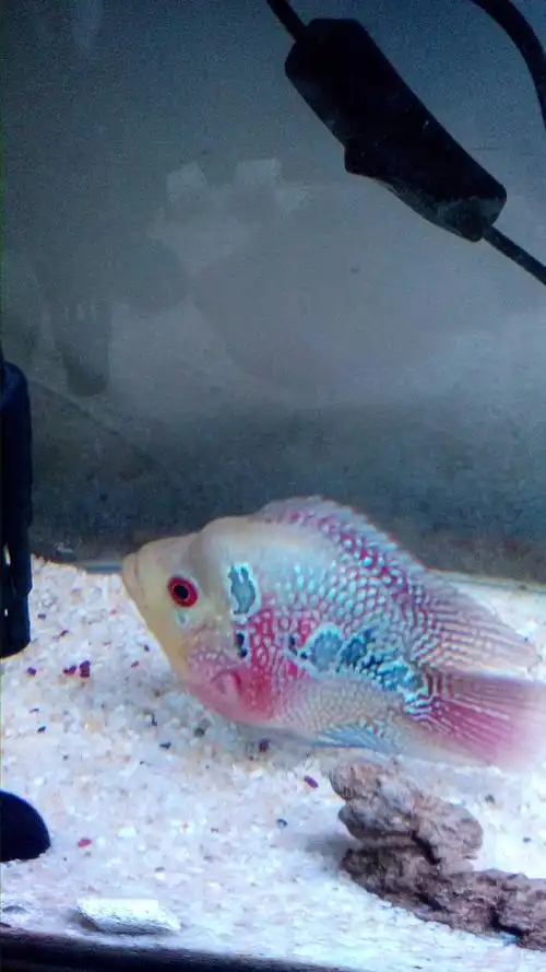 请大家帮忙看看我的麒麟鹦鹉有没有起头的可能,现在差不多5cm大小!