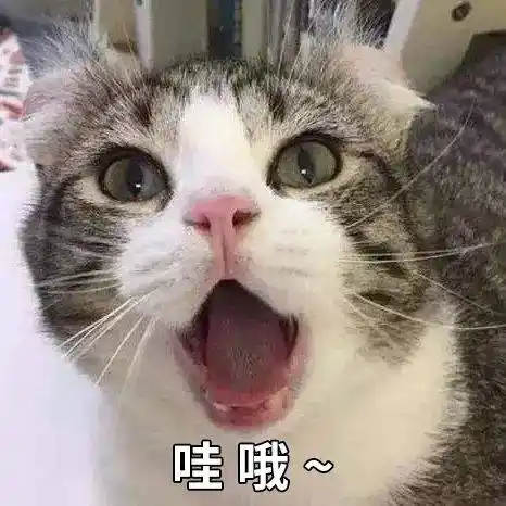 比仪器还灵敏的雪崩搜救犬猫两脚兽我来救你啦