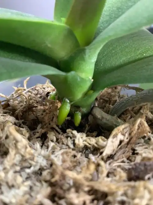 蝴蝶兰生根的快乐