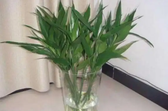 铁竹怎么养才能更旺盛(铁竹的养护方法)