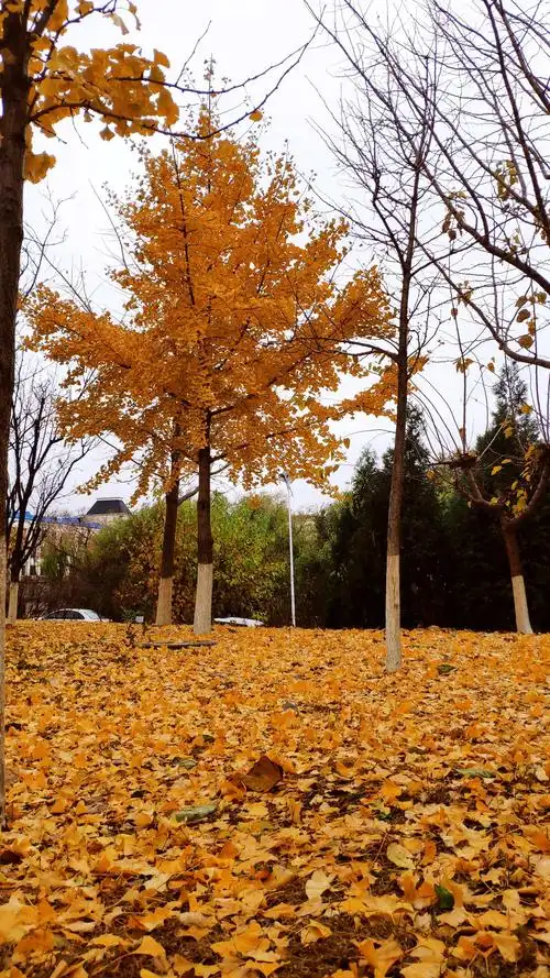 初冬银杏落叶之美